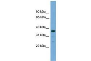 Image no. 1 for anti-Hyaluronan and Proteoglycan Link Protein 2 (HAPLN2) (C-Term) antibody (ABIN6745163) (HAPLN2 抗体  (C-Term))
