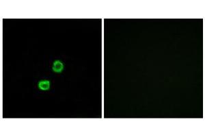 Immunofluorescence (IF) image for anti-Glucosaminyl (N-Acetyl) Transferase Family Member 7 (GCNT7) (C-Term) antibody (ABIN1850894) (GCNT7 抗体  (C-Term))