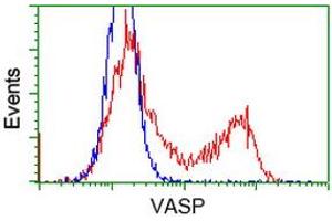 Image no. 1 for anti-Vasodilator-Stimulated phosphoprotein (VASP) antibody (ABIN1501696) (VASP 抗体)