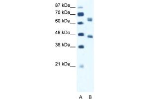 WB Suggested Anti-RRN3 Antibody Titration:  1. (RRN3 抗体  (Middle Region))