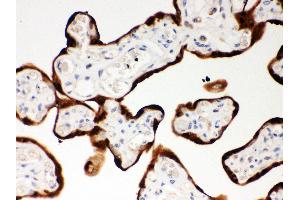 Anti- SerpinB2 Picoband antibody,IHC(P) IHC(P): Human Placenta Tissue (SERPINB2 抗体  (AA 1-180))