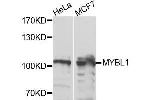 Western blot analysis of extracts of HeLa and MCF7 cells, using MYBL1 antibody. (MYBL1 抗体)