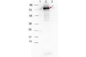 Image no. 1 for Goat anti-Rabbit IgG (Whole Molecule) antibody (HRP) (ABIN300816) (山羊 anti-兔 IgG (Whole Molecule) Antibody (HRP))