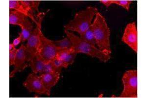 Immunofluorescence (IF) image for anti-CD34 (CD34) antibody (ABIN2664601) (CD34 抗体)