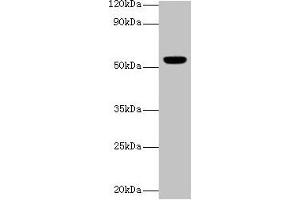 Western blot All lanes: CHRNA1 antibody at 2 μg/mL + Rat skeletal muscle tissue Secondary Goat polyclonal to rabbit IgG at 1/10000 dilution Predicted band size: 55, 52 kDa Observed band size: 55 kDa (CHRNA1 抗体  (AA 21-255))