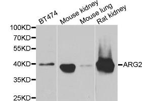 Western blot analysis of extracts of various cell lines, using ARG2 antibody. (ARG2 抗体)