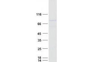 Western Blotting (WB) image for Transcription Factor 4 (TCF4) (Transcript Variant 1) protein (Myc-DYKDDDDK Tag) (ABIN2733362)