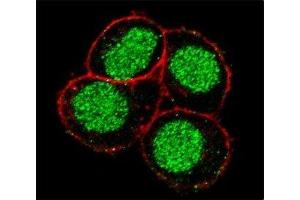 Confocal immunofluorescent analysis of FLI1 antibody with HeLa cells followed by Alexa Fluor 488-conjugated goat anti-rabbit lgG (green). (FLI1 抗体  (AA 299-328))