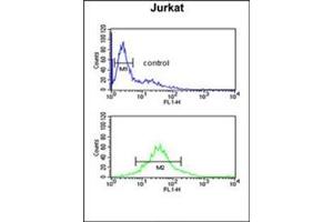 Flow cytometric analysis of Jurkat cells using PDK2 Antibody  (bottom histogram) compared to a negative control cell (top histogram). (PDK2 抗体)