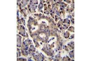 Formalin fixed, paraffin embedded human pancreas tissue stained with SPNS3 Antibody (C-term) followed by peroxidase conjugation of the secondary antibody and DAB staining. (SPNS3 抗体  (C-Term))