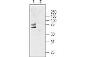 Western blot analysis of human MCF-7 breast adenocarcinoma cell lysate: - 1. (KCNA1 抗体  (1st Extracellular Loop))