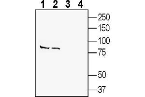 anti-Solute Carrier Family 38, Member 9 (SLC38A9) (AA 101-115), (Intracellular) antibody
