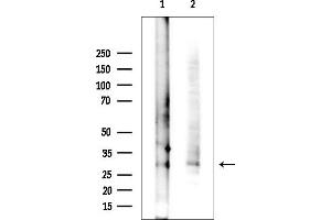 Western blot analysis of lysates from various samples, using CCDC3 Antibody.