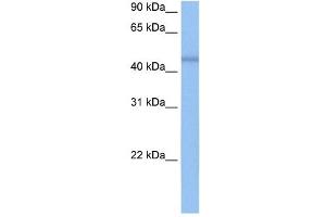 DKFZP564O0523 antibody used at 0. (C7orf64 抗体  (C-Term))