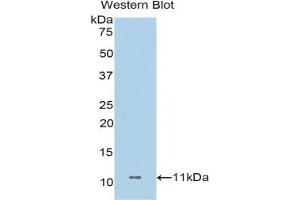 Detection of Recombinant DCD, Human using Polyclonal Antibody to Dermcidin (DCD)