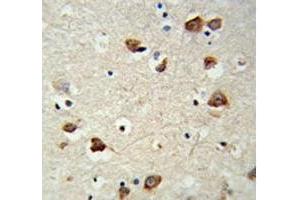 IHC analysis of FFPE mouse brain tissue stained with RPS6KB2 antibody