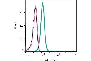 Cell surface detection of STIM1 in human Jurkat T-cell leukemia cells:___ Cells. (STIM1 抗体  (Extracellular) (Atto 550))