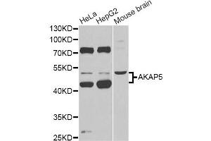 Western blot analysis of extracts of various cell lines, using AKAP5 Antibody (ABIN6291243) at 1:1000 dilution.