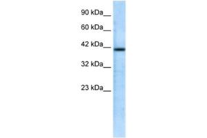 Western Blotting (WB) image for anti-CHRNA7 (Cholinergic Receptor, Nicotinic, alpha 7, Exons 5-10) and FAM7A (Family with Sequence Similarity 7A, Exons A-E) Fusion (CHRFAM7A) antibody (ABIN2461141) (CHRFAM7A 抗体)
