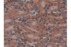 Detection of MAP2K2 in Mouse Kidney Tissue using Polyclonal Antibody to Mitogen Activated Protein Kinase Kinase 2 (MAP2K2) (MEK2 抗体  (AA 44-313))