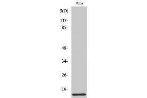 Western Blotting (WB) image for anti-COX17 Cytochrome C Oxidase Assembly Protein 17 (COX17) (N-Term) antibody (ABIN3179976) (COX17 抗体  (N-Term))