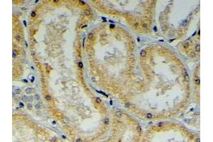 ABIN185192 (4µg/ml) staining of paraffin embedded Human Kidney. (DNAJB9 抗体  (C-Term))
