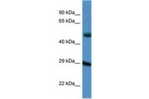 Image no. 1 for anti-Gap Junction Protein, delta 3, 31.9kDa (GJD3) (AA 198-247) antibody (ABIN6747566) (Gap Junction Protein, delta 3, 31.9kDa (GJD3) (AA 198-247) 抗体)