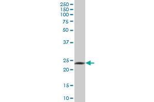 GZMH MaxPab polyclonal antibody. (GZMH 抗体  (AA 1-246))