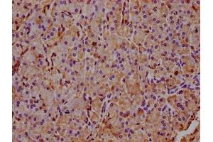 IHC image of ABIN7142862 diluted at 1:400 and staining in paraffin-embedded human pancreatic tissue performed on a Leica BondTM system. (INPP5E 抗体  (AA 1-133))