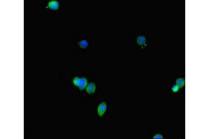 Immunofluorescent analysis of HepG2 cells using ABIN7152623 at dilution of 1:100 and Alexa Fluor 488-congugated AffiniPure Goat Anti-Rabbit IgG(H+L) (FABP7 抗体  (AA 2-132))