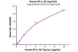 Binding Studies (Bind) image for CD80 (CD80) (AA 35-242) (Active) protein (His tag) (ABIN2180841)
