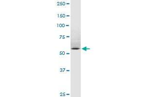 SP110 MaxPab rabbit polyclonal antibody. (SP110 抗体  (AA 1-547))