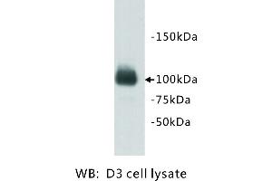 Image no. 2 for anti-PiggyBac Transposable Element Derived 5 (PGBD5) antibody (ABIN1112920) (PGBD5 抗体)