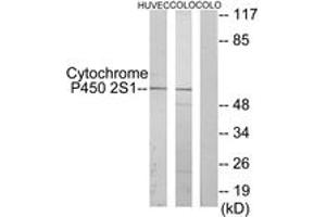 Western Blotting (WB) image for anti-Cytochrome P450, Family 2, Subfamily S, Polypeptide 1 (CYP2S1) (AA 181-230) antibody (ABIN1534391)