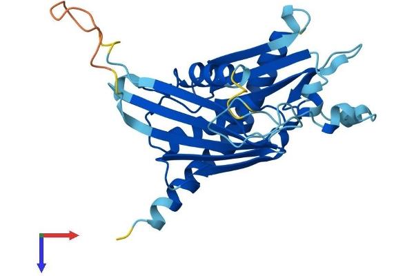 EXOSC6 Protein (AA 1-273) (His tag)