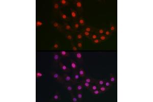Immunofluorescence (IF) image for anti-Fanconi Anemia, Complementation Group C (FANCC) (AA 319-558) antibody (ABIN3022594)