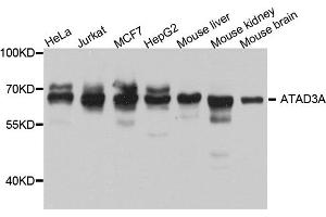 Western blot analysis of extracts of various cell lines, using ATAD3A antibody. (ATAD3A 抗体)