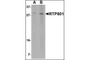 Western blot analysis of RTP801 in 293 cell lysate with this product at (A) 2 and (B) 4 μg/ml. (DDIT4 抗体  (N-Term))