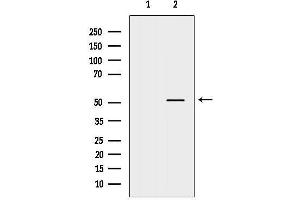 anti-CUGBP, Elav-Like Family Member 2 (CELF2) (N-Term) antibody
