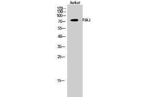 Western Blotting (WB) image for anti-Praja Ring Finger 2 (PJA2) (Internal Region) antibody (ABIN3186458) (PJA2 抗体  (Internal Region))