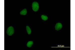 Immunofluorescence of purified MaxPab antibody to ORC3L on HeLa cell. (ORC3 抗体  (AA 1-712))