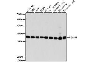 Western blot analysis of extracts of various cell lines, using PGAM1 antibody. (PGAM1 抗体  (AA 1-254))