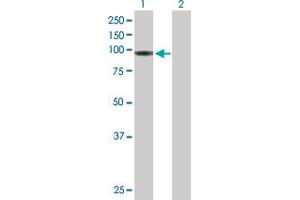 Western Blot analysis of HLCS expression in transfected 293T cell line by HLCS MaxPab polyclonal antibody.
