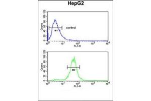 Flow cytometric analysis of HepG2 cells using RERE Antibody (N-term) Cat. (RERE 抗体  (N-Term))