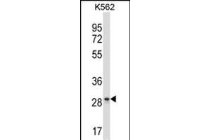 LAIR1 Antibody (Center) (ABIN657706 and ABIN2846697) western blot analysis in K562 cell line lysates (35 μg/lane). (LAIR1 抗体  (AA 177-206))