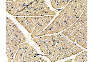 ABIN7096760 and ABIN7100826 at 1/100 staining rat muscle tissue by IHC-P. (EPX 抗体)