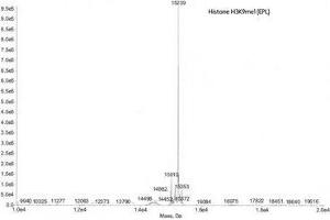 Mass Spectrometry (MS) image for Histone 3 (H3) (H3K9me) protein (ABIN2669569) (Histone 3 Protein (H3) (H3K9me))