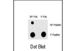 Dot blot analysis of Phospho-MEF2C- Antibody (ABIN389769 and ABIN2839687) and MEF2C Non Phospho-specific Pab on nitrocellulose membrane. (MEF2C 抗体  (pThr300))