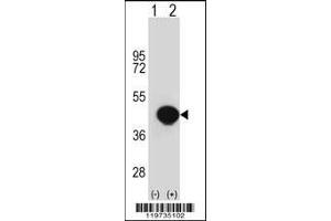 Western blot analysis of BGN using rabbit polyclonal BGN Antibody using 293 cell lysates (2 ug/lane) either nontransfected (Lane 1) or transiently transfected (Lane 2) with the BGN gene.