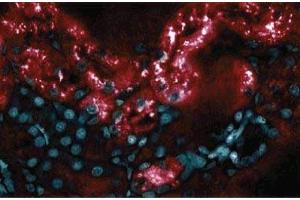Immunofluorescence staining of Rabbit Kidney (RBP4 抗体  (AA 1-135))